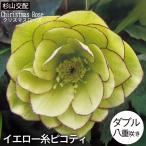 予約販売 クリスマスローズ苗 ダブル イエロー糸ピコティ 杉山交配 9cmポット 宿根草 ガーデニング sgy 9月中旬以降発送