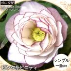 ショッピングクリスマスローズ クリスマスローズ苗 ダブル ピンク糸ピコティ 杉山交配 9cmポット 宿根草 ガーデニング sgy