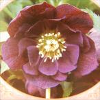 予約販売 クリスマスローズ苗 開花見込大株 ダブルパープル 杉山交配 12cmポット 宿根草 ガーデニング sgy 9月中旬以降発送