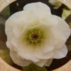 予約販売 クリスマスローズ苗 開花見込大株 ダブルホワイト 杉山交配 12cmポット 宿根草 ガーデニング sgy 9月中旬以降発送