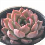 ショッピングエケベリア 多肉植物 hmエケベリア ノマード 多肉植物 エケベリア 6cmポット