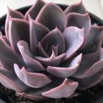 ショッピングエケベリア 多肉植物 hmエケベリア ホワイトキッセス 多肉植物 エケベリア 6cmポット