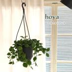  предварительный заказ распродажа декоративное растение Hoya he незначительный ke задний -na розовый 4 номер подвешивание горшок подвешивание ниже висячий бесплатная доставка салон интерьер модный grb 9 месяц последняя декада после отправка 