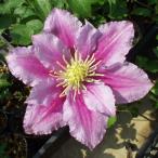 ショッピングクレマチス 予約販売 クレマチス 苗 ピール ジャックマニー系 落合さんのクレマチス 2年生苗 10.5cmポット ochi 3月上旬以降発送