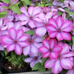 ショッピングクレマチス 予約販売 クレマチス 苗 バイオレットカクテシア パテンス系 落合さんのクレマチス 2年生苗 10.5cmポット ochi 3月上旬以降発送