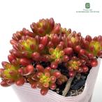 多肉植物 seセダム ばらまき虹の玉 多肉植物 セダム 9cmポット