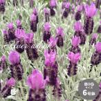 予約販売フレンチラベンダー大鉢シル...