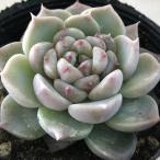  суккулентное растение hmekebe задний красный bell спальное место суккулентное растение ekebe задний 6cm pot 