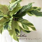 [ предшествующий предварительный заказ P3 раз ] декоративное растение ka Latte a Thai красота 4 номер горшок маленький размер маленький салон подарок интерьер модный mzt 3 месяц средний . после отправка 