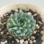 ショッピング多肉植物 多肉植物 sbエケベリア ビンセントカトー 多肉植物 エケベリア 7.5cmポット