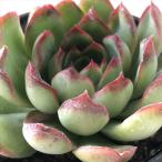 ショッピングエケベリア 多肉植物 hmエケベリア ポルデンシス 多肉植物 エケベリア 6cmポット