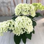 ショッピングアジサイ 予約販売 アジサイ アナベル ルミナ 13.5cmポット 登録品種 ハイドランジア 苗 花苗 苗木 あじさい 紫陽花 krt ４月中旬以降発送