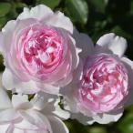  предварительный заказ распродажа роза рассада роза большой рассада rosaolientis Martha товар вид регистрация .. средний 4 сезон .. роза .. бесплатная доставка розовый hao 12 месяц средний . после отправка 