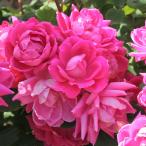 予約販売 バラ苗 バラ大苗 メイアン ピンク ダブル ノック アウト 契約品種 薔薇 ばら 送料無料 京成バラ園 大苗 ピンク kso 2月中旬以降発送