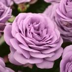 ショッピング薔薇 予約販売 バラ苗 バラ大苗 コルデス カインダ ブルー 登録品種 薔薇 ばら 送料無料 京成バラ園 大苗 紫 kso 2月中旬以降発送