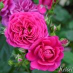 ショッピング薔薇 予約販売 バラ苗 バラ大苗 タンタウ スピネル 品種登録出願中 薔薇 ばら 送料無料 京成バラ園 大苗 ピンク kso 2月中旬以降発送