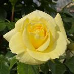 ショッピング苗 予約販売 バラ苗 バラ大苗 コルデス イルミナーレ 登録品種 薔薇 ばら 送料無料 京成バラ園 大苗 黄色 kso 2月中旬以降発送