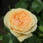 予約販売 バラ苗 バラ大苗 コルデス ティップン トップ 品種登録出願中 薔薇 ばら 送料無料 京成バラ園 大苗 黄色 kso 2月中旬以降発送