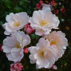 ショッピング苗 予約販売 バラ苗 バラ大苗 コルデス グレーテル 登録品種 薔薇 ばら 送料無料 京成バラ園 大苗 ピンク kso 2月中旬以降発送