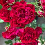 予約販売 バラ苗 バラ大苗 コルデス クリムゾンシルエッタ 品種登録出願中 薔薇 ばら 送料無料 京成バラ園 大苗 赤 kso 2月中旬以降発送