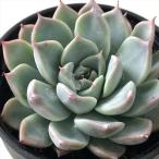 多肉植物 hmエケベリア タルビン 多肉植物 エケベリア 6cmポット