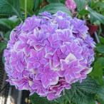 アジサイ 月の女神 9cmポット 登録品種 ハイドランジア 苗 花苗 苗木 あじさい 紫陽花 gke