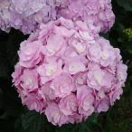 予約販売 アジサイ 宝山 9cmポット 登録品種 ハイドランジア 苗 花苗 苗木 あじさい 紫陽花 gke 3月中旬以降発送