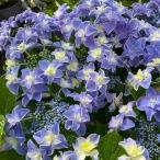 予約販売 アジサイ 龍翔鳳舞 9cmポット 登録品種 ハイドランジア 苗 花苗 苗木 あじさい 紫陽花 gke 3月中旬以降発送