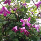 予約販売 クレマチス 苗 踊場 ヴィオルナ系 杉本さんのクレマチス 3号ポット sugi 3月上旬以降発送