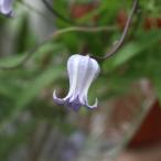 予約販売 クレマチス 苗 ソシアリス インテグリフォリア系 杉本さんのクレマチス 3号ポット sugi 3月上旬以降発送