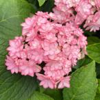 予約販売 アジサイ ひな祭りルナ 10.5cmポット 加茂 KAMOセレクション ハイドランジア 苗 花苗 苗木 あじさい 紫陽花 fkz 3月中旬以降発送