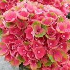 ショッピングアジサイ 予約販売 アジサイ マジカルレッドアメジスト 10.5cmポット ハイドランジア 苗 花苗 苗木 あじさい 紫陽花 szi 3月中旬以降発送