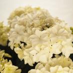 予約販売 アジサイ ダブルタッチゴーダホワイト 10.5cmポット ハイドランジア 苗 花苗 苗木 あじさい 紫陽花 szi 3月中旬以降発送