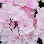 【まもなく締め切り】 予約販売 アジサイ フルーリン 10.5cmポット ハイドランジア 苗 花苗 苗木 あじさい 紫陽花 szi 3月中旬以降発送