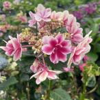 予約販売 アジサイ 凛 10.5cmポット 加茂 KAMOセレクション ハイドランジア 苗 花苗 苗木 あじさい 紫陽花 szi 3月中旬以降発送