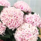 ショッピングアジサイ 予約販売 アジサイ コットンキャンディ 10.5cmポット ハイドランジア 苗 花苗 苗木 あじさい 紫陽花 szi 3月中旬以降発送