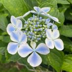 予約販売 アジサイ 水凪鳥 10.5cmポット みずなぎどり 加茂 KAMOセレクション ハイドランジア 苗 花苗 苗木 あじさい 紫陽花 fkz 3月中旬以降発送