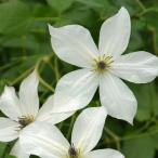 予約販売 クレマチス 苗 フォーエバーフレンズ 遅咲き大輪系 2年生株 充実大株 12cmポット clm 3月上旬以降発送