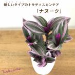 観葉植物 トラディスカンチア ナヌーク 2.5号 観葉植物 小型 小さい 室内 贈り物 プレゼント インテリア おしゃれ