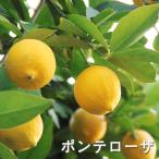レモン ポンテローザ ジャンボレモン 9cmポット 檸檬 ポットレモン 苗木 庭木 柑橘 果樹苗 香酸柑橘 mtl