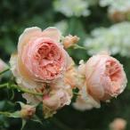  предварительный заказ распродажа роза рассада роза большой рассада . rose подлинный .(...) 4 сезон .. роза .. бесплатная доставка orange розовый ommo 2 месяц последняя декада после отправка 