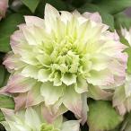 予約販売クレマチス苗美登利パテンス...