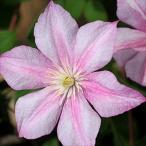 予約販売 クレマチス 苗 キャロライン ジャックマニー系 遅咲き大輪系 2年生苗 4.5号鉢 oik 11月上旬以降発送