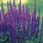予約販売サルビア苗ネモローサバイオ...