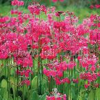 プリムラ 苗 ビージアナ 9cmポット 多年草 ガーデニン