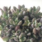 多肉植物 sbグラプトベリア ばらまきパープルドリーム 多肉植物 グラプトベリア 7.5cmポット