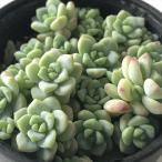 多肉植物 hmセダム ペレスデラロサエピンクエッジ 多肉植物 セダム 6cmポット