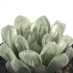 суккулентное растение ca - oru Cheer pilifela. суккулентное растение - oru Cheer 7.5cm pot 