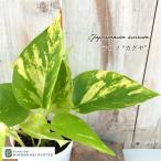  декоративное растение pothos terunoNo.021kagya8cm pot декоративное растение маленький размер маленький салон подарок подарок интерьер модный регистрация товар вид 