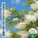 メラレウカ メディカルティーツリー 9cmポット ティーツリー ハーブ苗 Herb オージープランツ 苗木 花木